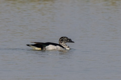 Sarkidiornis melanotos