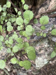 Rhabdothamnus solandri