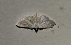 Palpita horakae