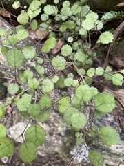 Rhabdothamnus solandri