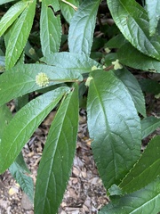 Elatostema reticulatum