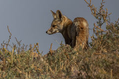 Vulpes vulpes pusilla