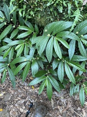 Elatostema reticulatum