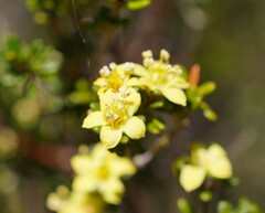 Asterolasia trymalioides