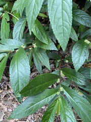 Elatostema reticulatum