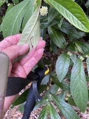 Elatostema reticulatum