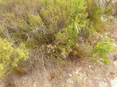 Serruria rubricaulis