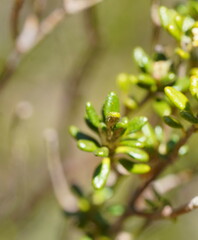 Asterolasia trymalioides