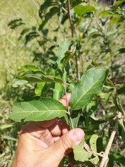 Combretum microphyllum