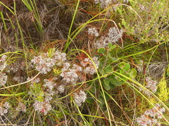 Serruria rubricaulis
