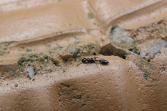Tetraponera