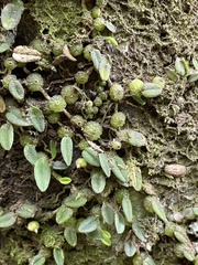 Bulbophyllum pygmaeum