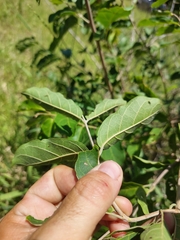 Combretum microphyllum