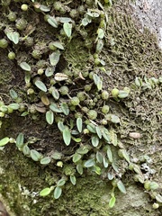 Bulbophyllum pygmaeum