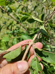 Combretum microphyllum