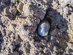 Nerita picea