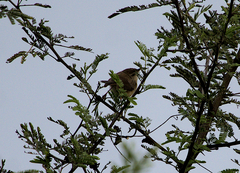 Acrocephalus dumetorum