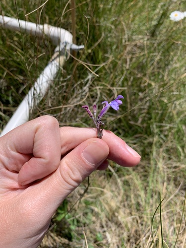 Lobelia preslii image