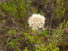 Hermas villosa