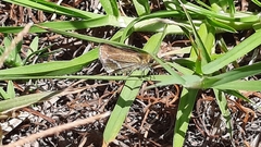 Taractrocera papyria