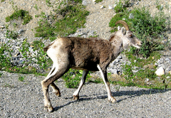 Ovis dalli stonei