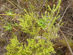 Hermas villosa