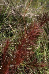 Hakea sericea