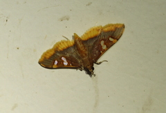 Prophantis androstigmata