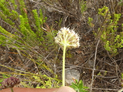 Hermas villosa