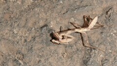 Hierodula tenuidentata