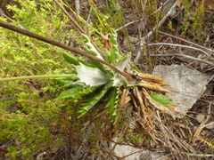 Hermas villosa