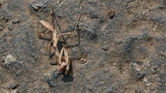 Hierodula tenuidentata