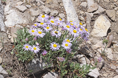 Erigeron caespitosus