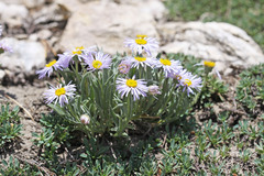 Erigeron caespitosus