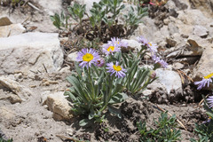 Erigeron caespitosus
