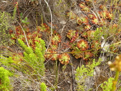 Drosera xerophila
