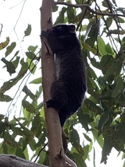 Pseudocheirus occidentalis