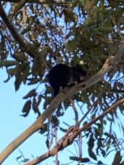 Pseudocheirus occidentalis