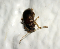 Rhyparida