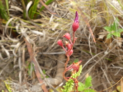 Drosera xerophila