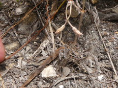 Pelargonium pinnatum