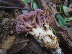 Ramaria violaceibrunnea