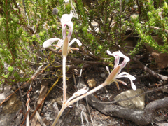 Pelargonium pinnatum