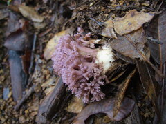 Ramaria violaceibrunnea