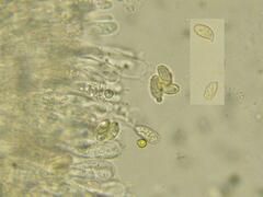 Ramaria violaceibrunnea