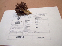 Ramaria violaceibrunnea