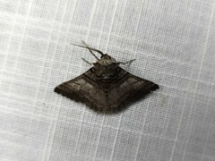 Hypobapta diffundens