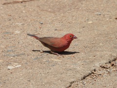 Lagonosticta senegala