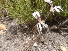 Pelargonium pinnatum