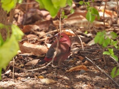 Lagonosticta senegala